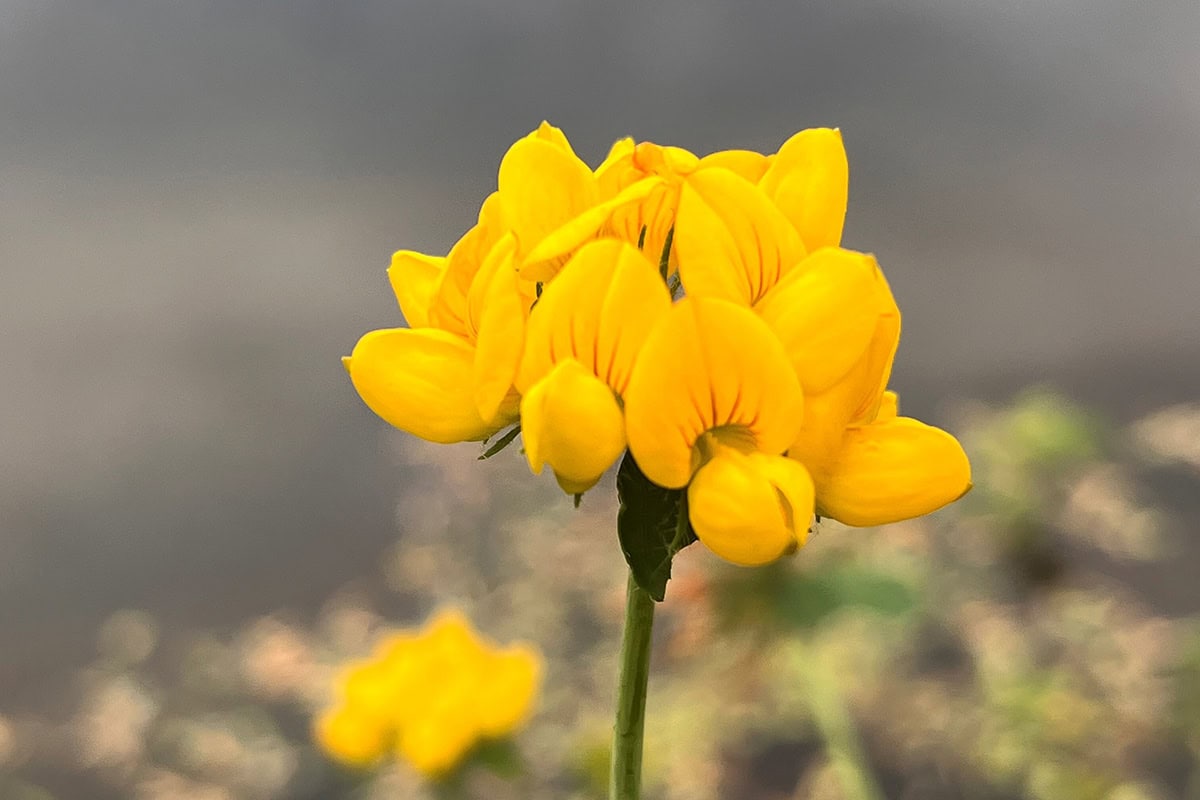 Gele bloem