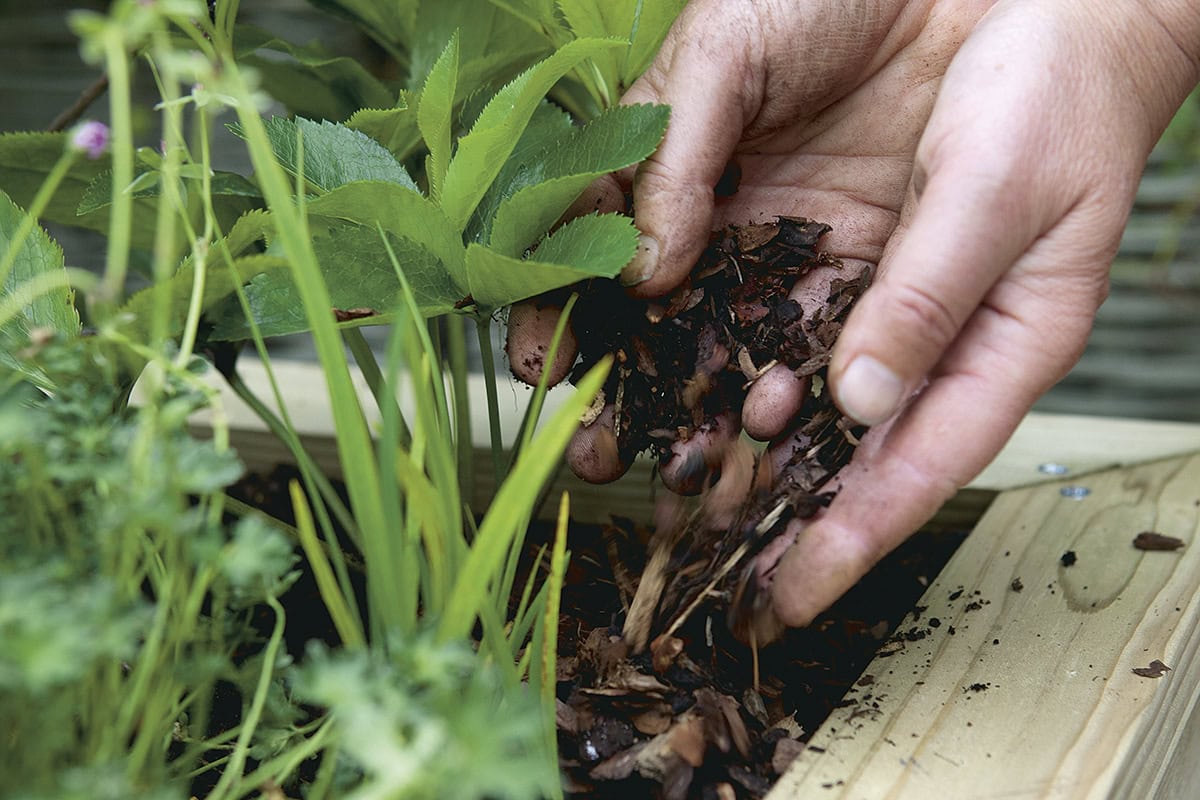 Iemand stopt houtsnippers in een verhoogd bed met planten.