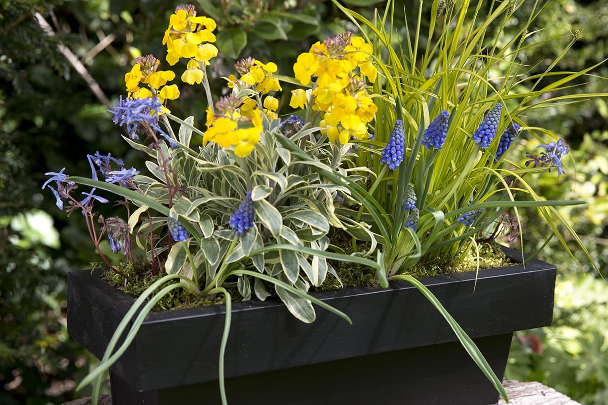 Gele muurbloem met blauwe druifjes en siergras in een zwarte pot.