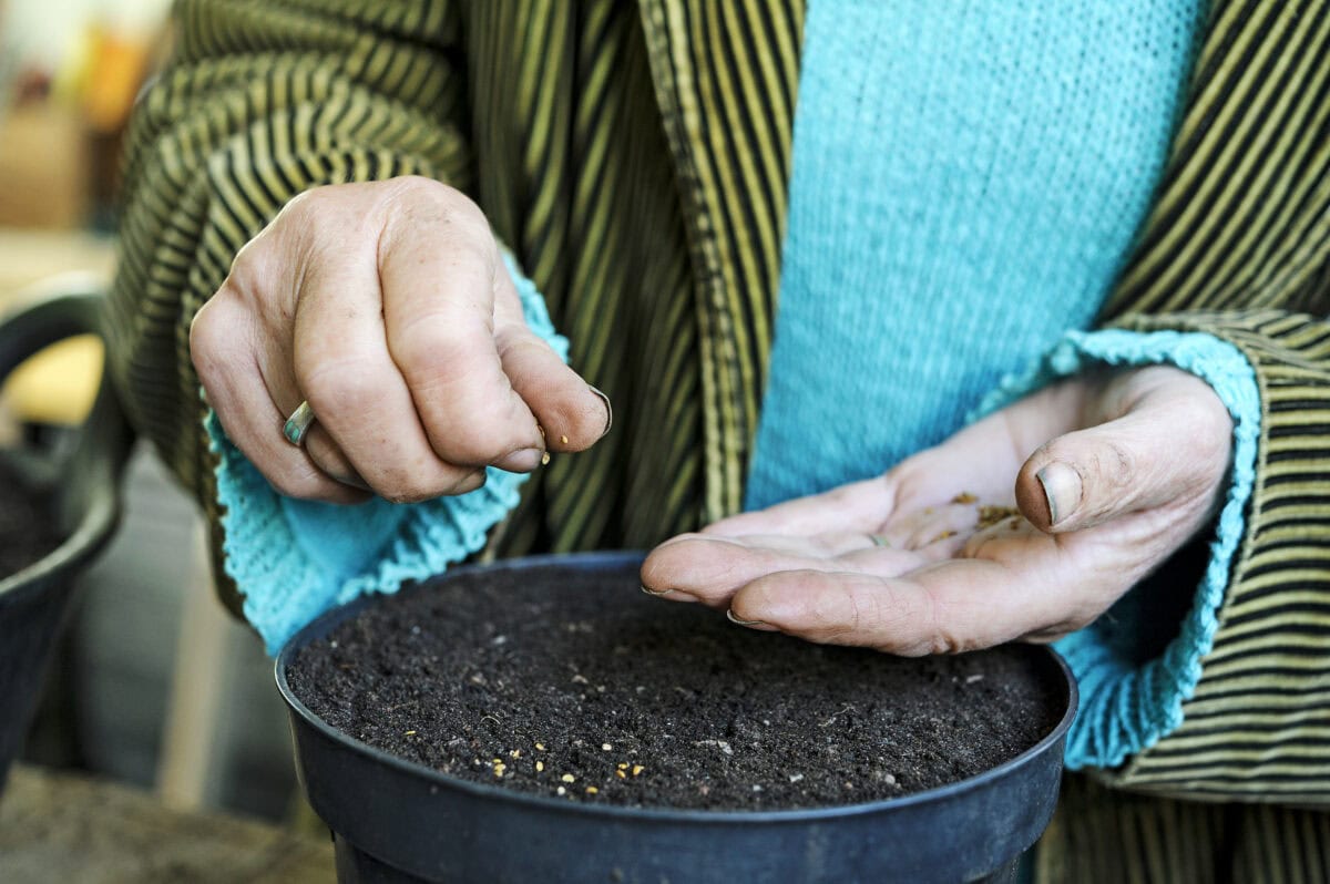 Iemand zaait Erysimumcheiri in een pot.