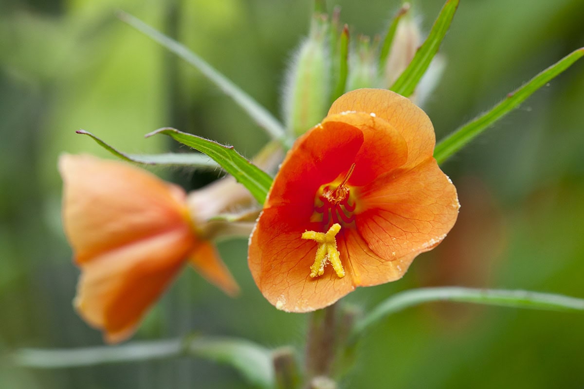 De oranje bloemen van de teunisbloem 'Sunset boulevard' 