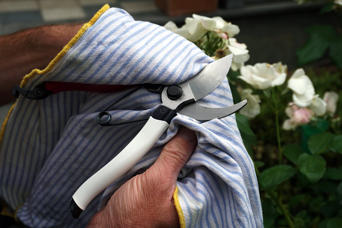 snoeischaar wordt gepoetst met een katoenen doek