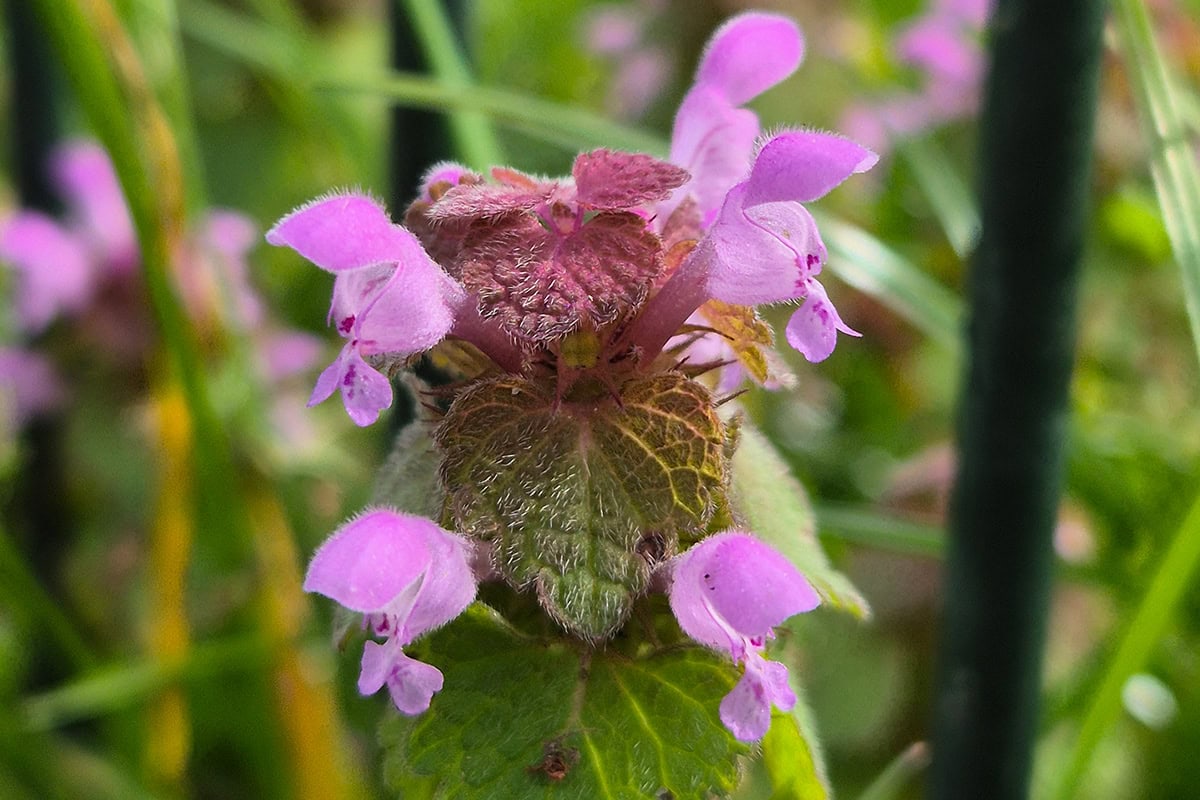 Paarse bloemen aan groen paars blad