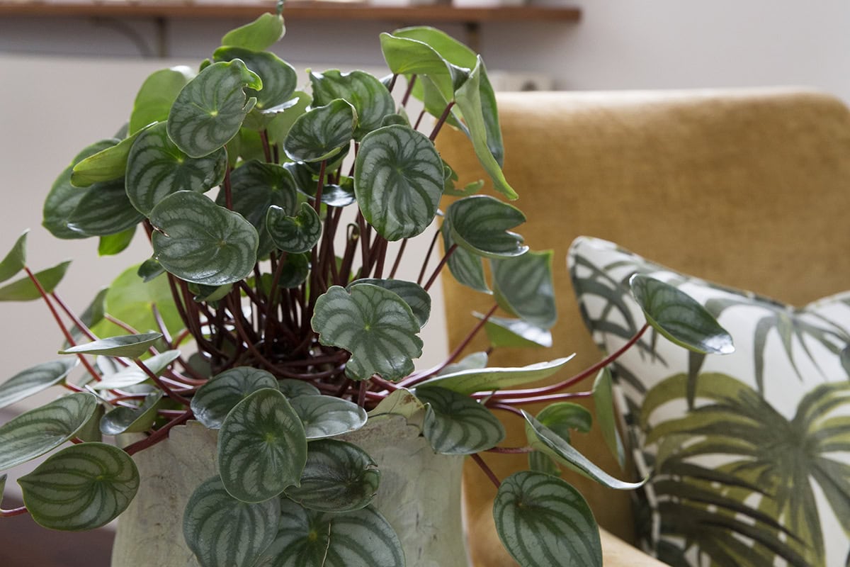 Peperomia kamerplant in de woonkamer naast een stoel.