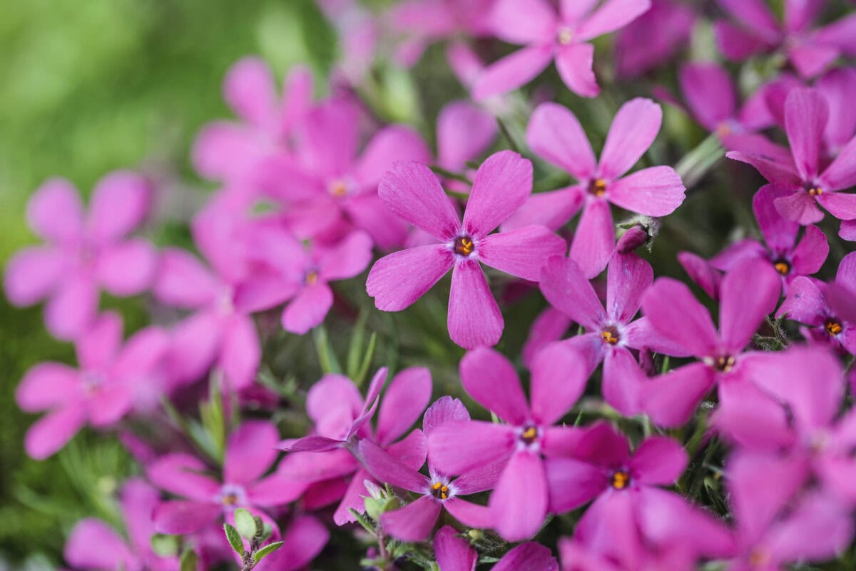 Felroze bloemen van de Phlox subulata, een kruipende soort.