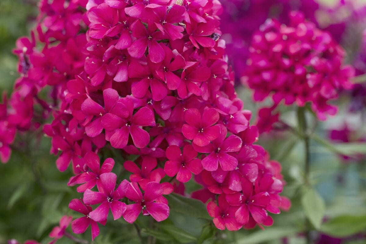 Felroze bloemen van de Phlox paniculata.