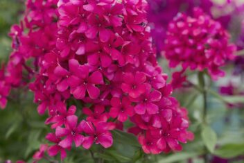 Felroze bloemen van de Phlox paniculata.
