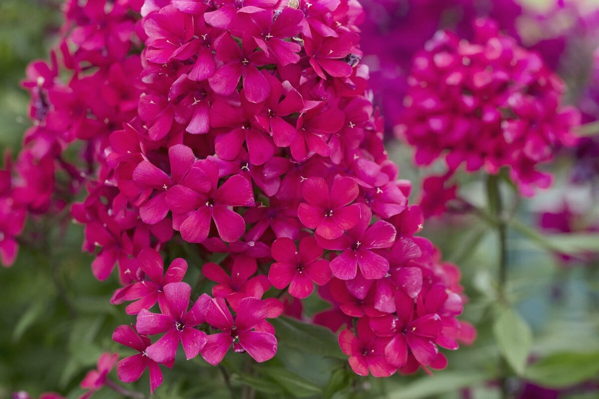 Felroze bloemen van de Phlox paniculata.