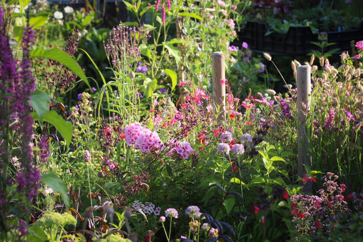 De pluktuin met roze bloemen in de zomer.