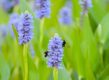 Blauwepaarse bloemen op groene, dikke stelen met twee hommels.