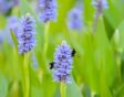Blauwepaarse bloemen op groene, dikke stelen met twee hommels.