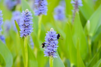 Blauwepaarse bloemen op groene, dikke stelen met twee hommels.
