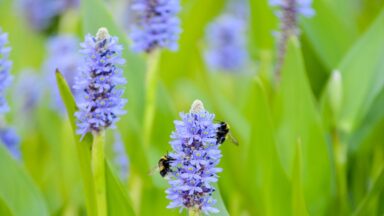 Blauwepaarse bloemen op groene, dikke stelen met twee hommels.