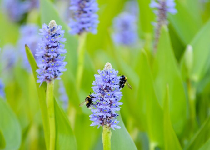 Blauwepaarse bloemen op groene, dikke stelen met twee hommels.