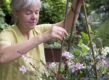 Vrouw is bezig met potplant en stokken in de tuin.