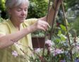 Vrouw is bezig met potplant en stokken in de tuin.