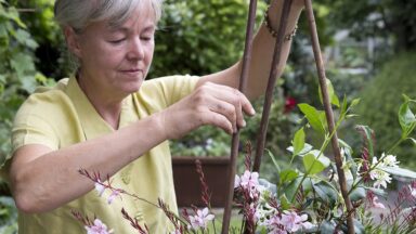 Vrouw is bezig met potplant en stokken in de tuin.