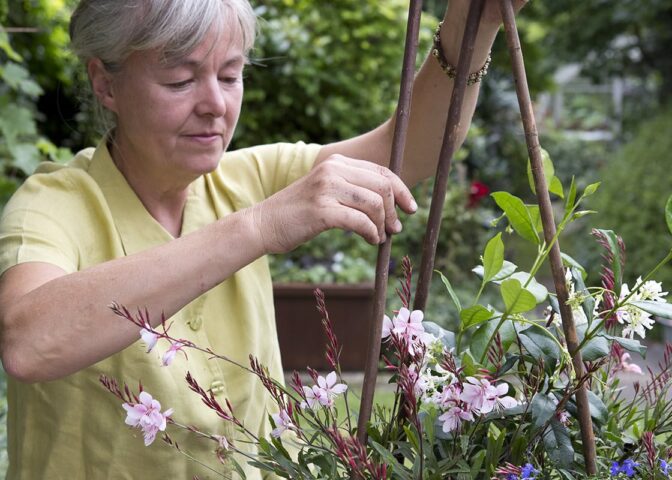 Vrouw is bezig met potplant en stokken in de tuin.