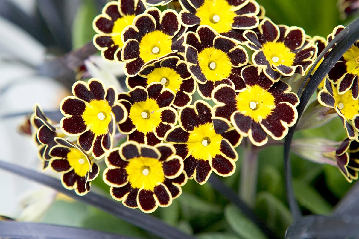 Felgele bloemen met donkerpaarse blaadjes.