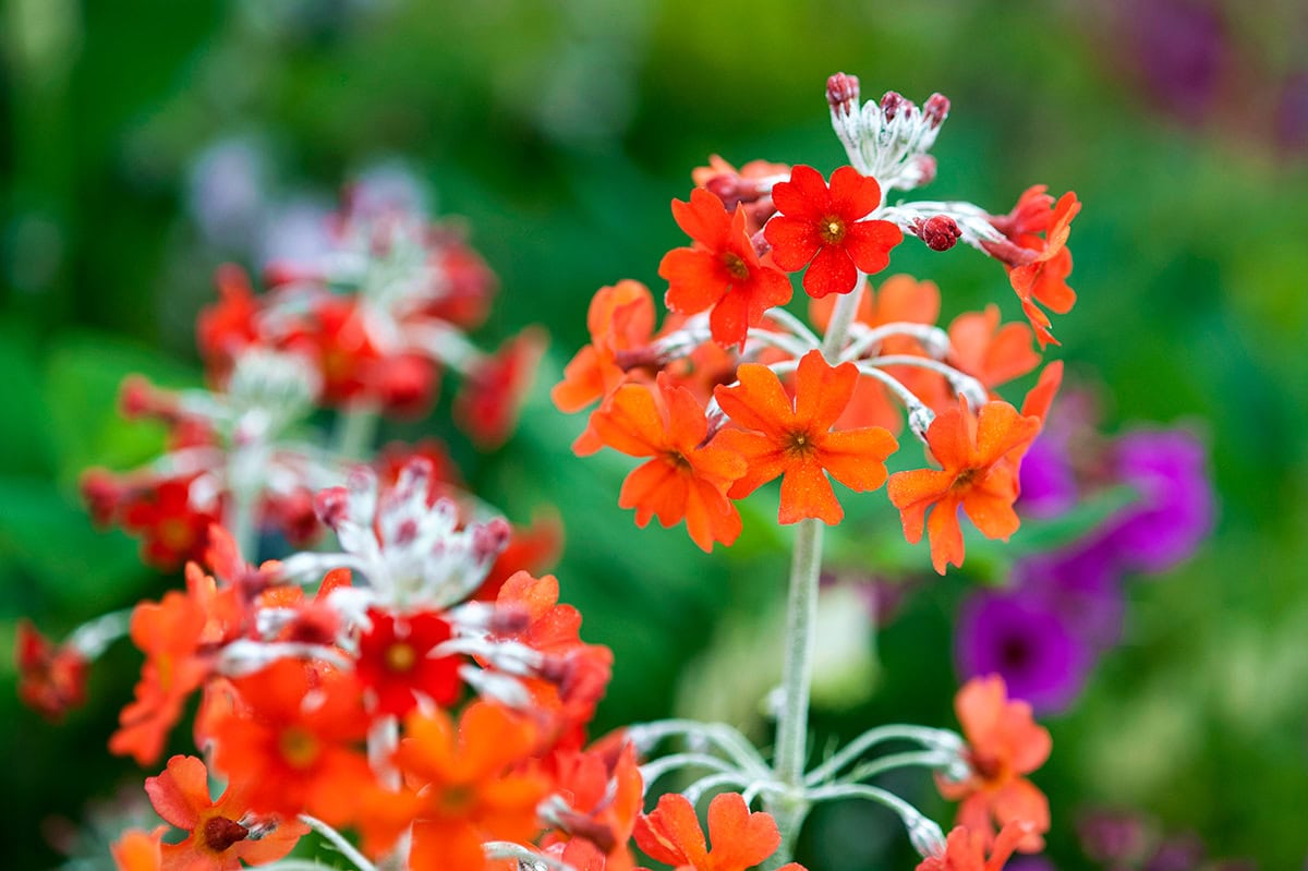 Knaloranje bloemen aan lichtgroene stelen