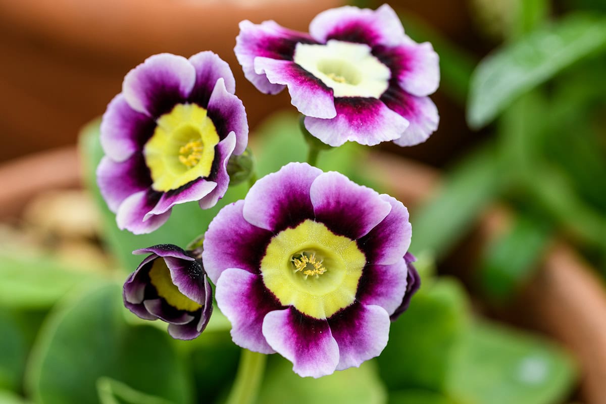 Bloemen met roze, geel, wit en paars.