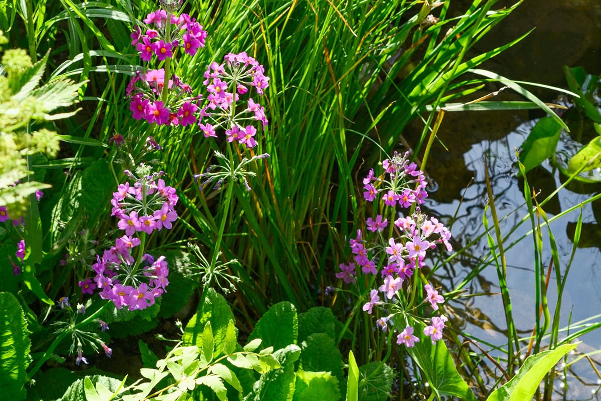 Roze bloemen aan vijveroever.