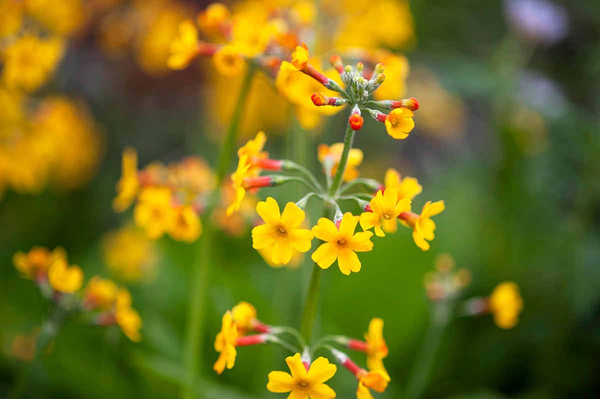 Oranjegele bloemen