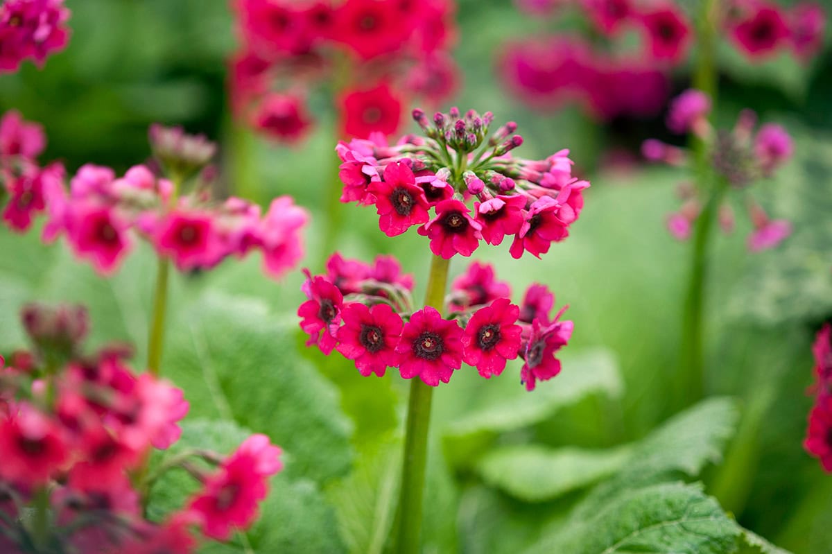 Fuchiapaarse bloemen met groene steel