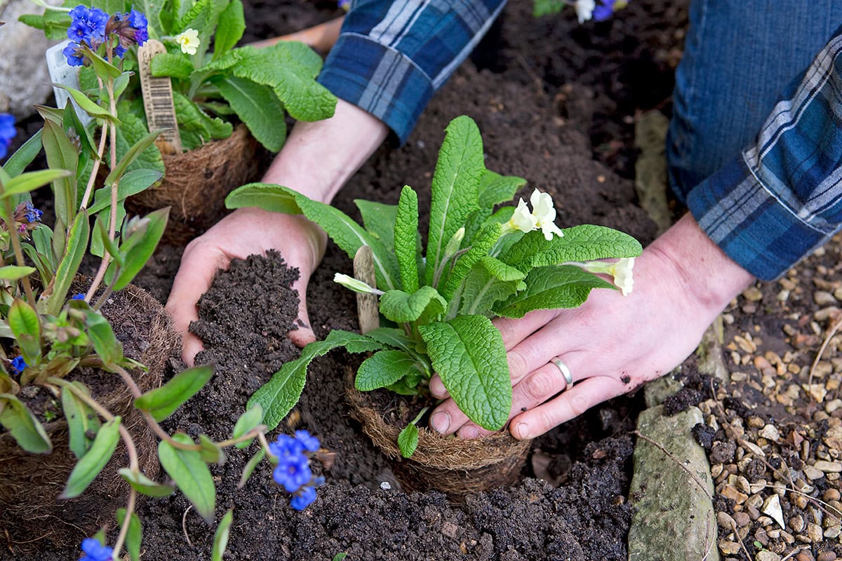 Iemand duwt aarde tegen geplante primula aan.