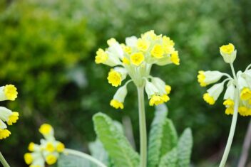 Gele bloemen bij groene plant.