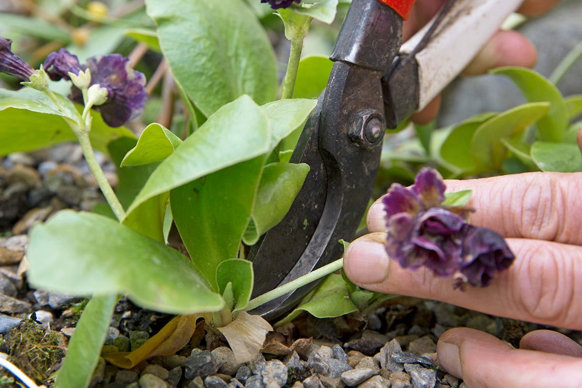 Uitgebloeide bloemen worden verwijderd door iemand.