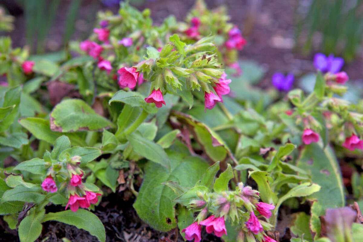 Roze bloemen en groen blad van longkruid 'Rubra red'