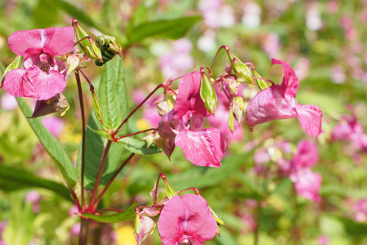 Plant met roze bloemen