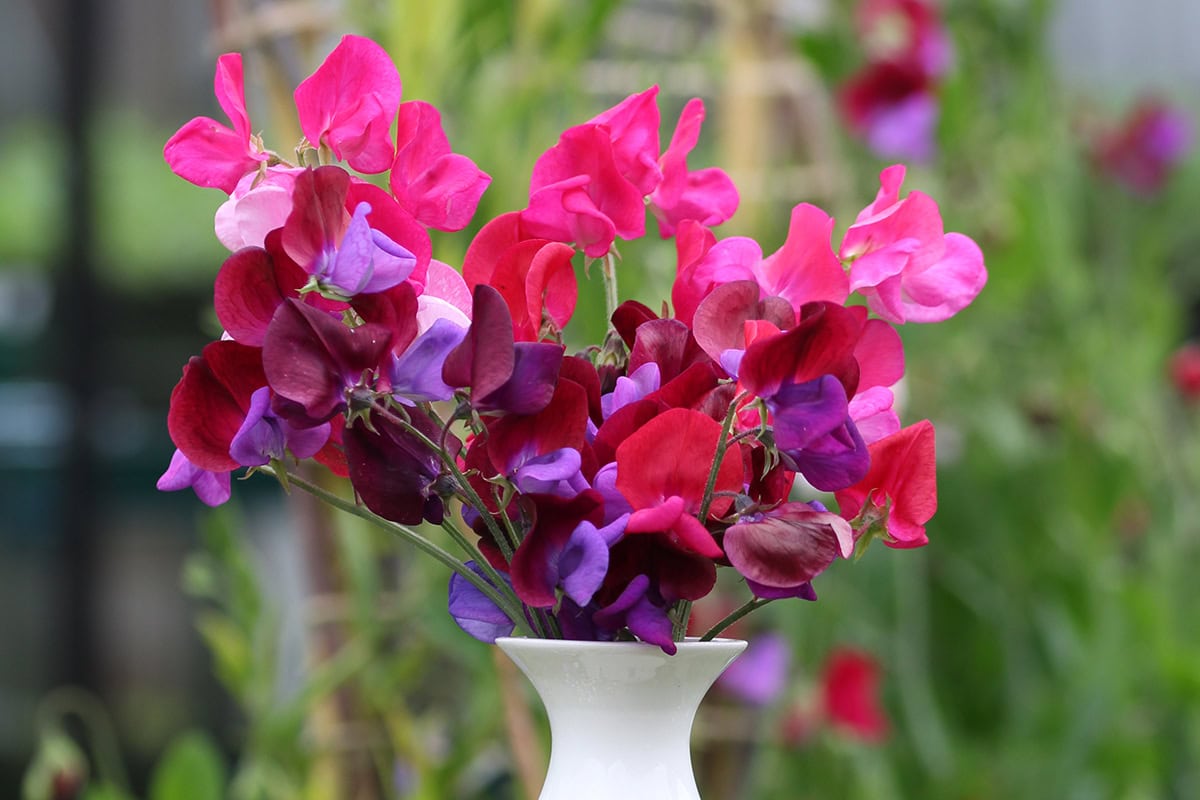 Roze lathyrus in een witte vaas.