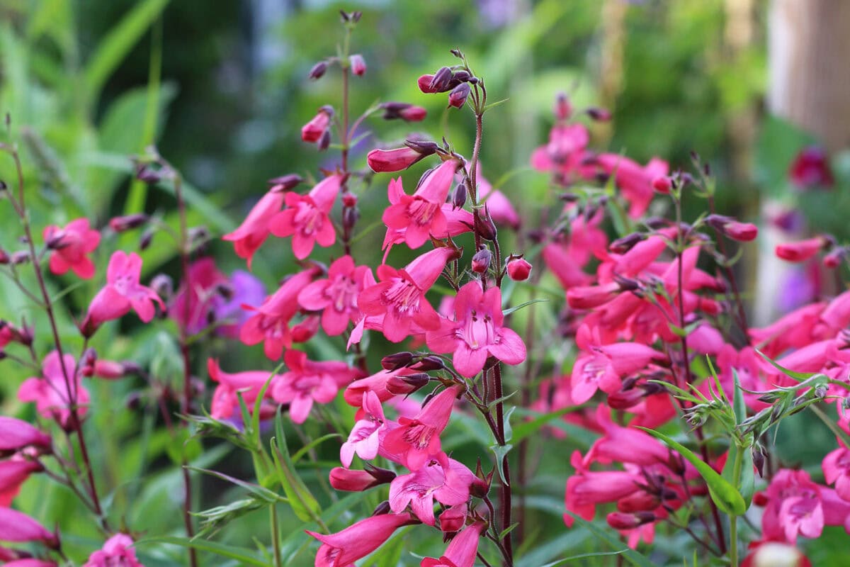 Roze klokjesbloemen.
