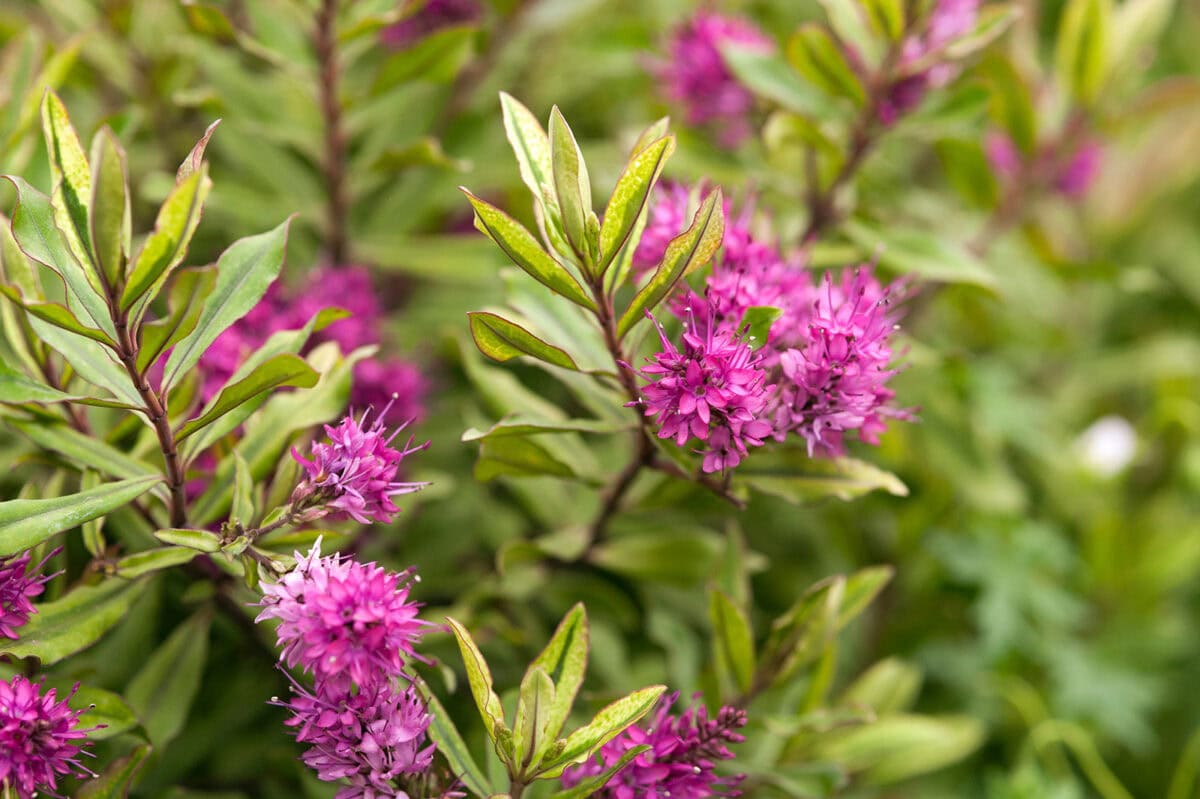 Roze bloemen en groen blad van struikveronica Hebe 'Celebration'