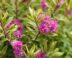 Roze bloemen en groen blad van struikveronica Hebe 'Celebration'