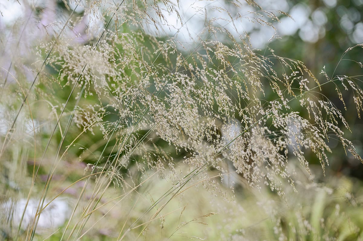 gras met aren