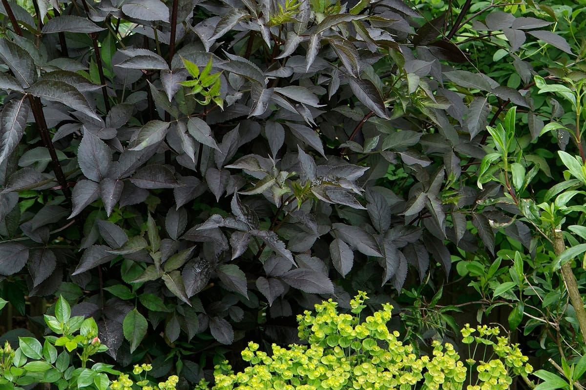 plant met donkere bladeren in border