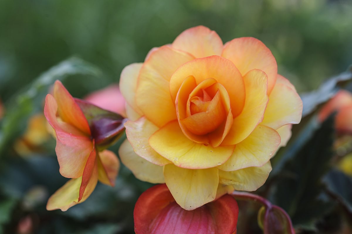 Bloem van de begonia, in een abrikoostint.