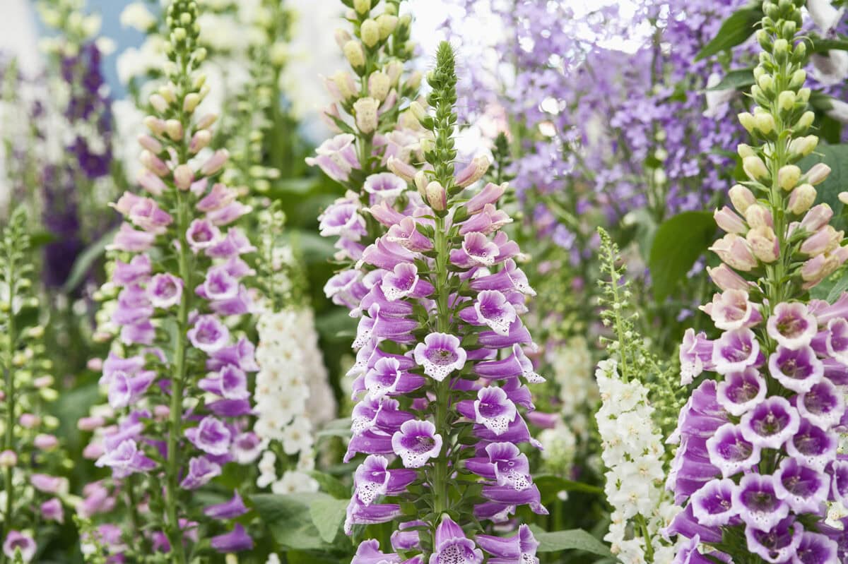 Verschillende roze en paarse met witte bloemen van vingershoedskruid.