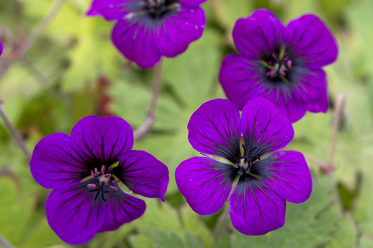 Felle magenta-paarse bloemen van de geranium 'Ann Folkard'