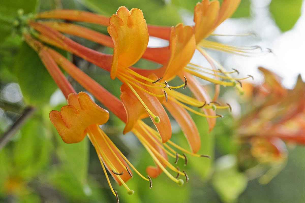 Oranje bloemen van een klimplant aan de muur.