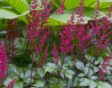De paars-roze bloemaren van de prachtaspirea bij groen blad.