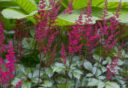 De paars-roze bloemaren van de prachtaspirea bij groen blad.