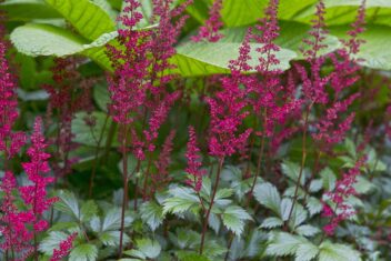 De paars-roze bloemaren van de prachtaspirea bij groen blad.