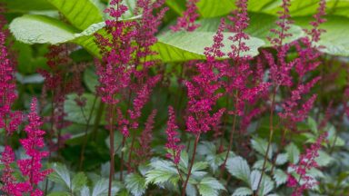 De paars-roze bloemaren van de prachtaspirea bij groen blad.