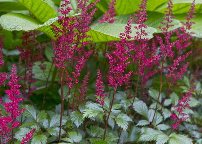 De paars-roze bloemaren van de prachtaspirea bij groen blad.