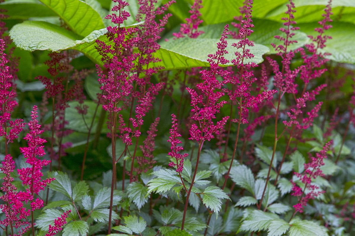 De paars-roze bloemaren van de prachtaspirea bij groen blad.