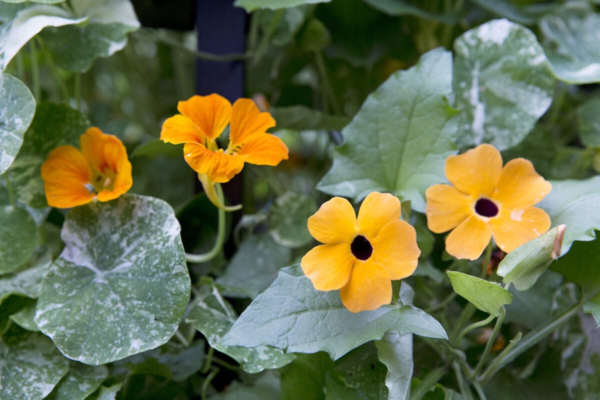 Oranje bloemen met een zwart centrum, en groene bladeren.